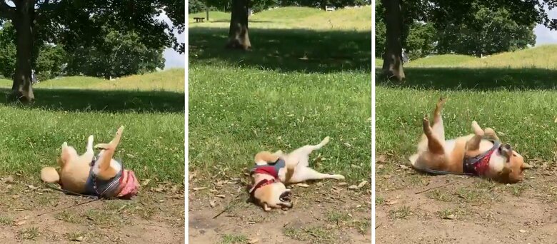 提供：小梅と小夏さん