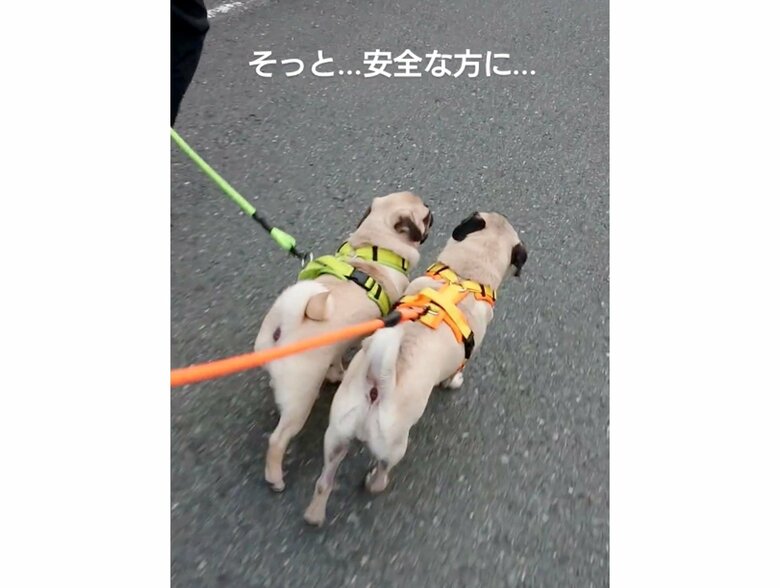 提供：たまごandおもちさん