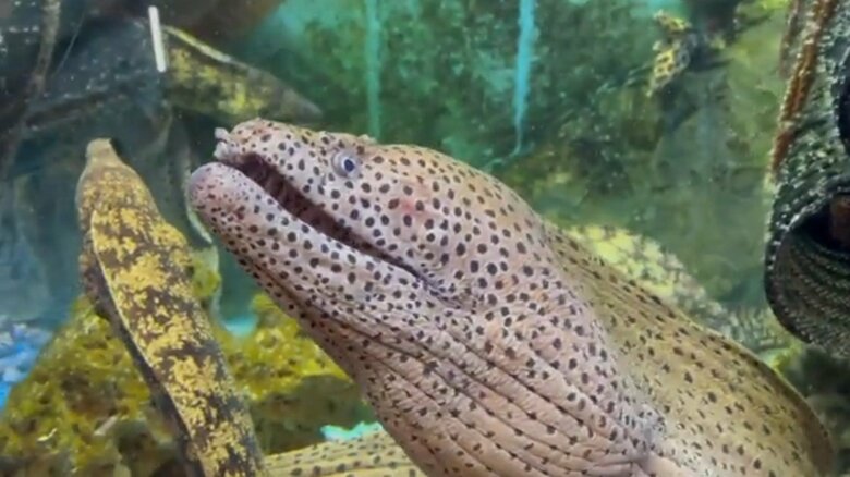 口に入られたウツボは何事もなかったような表情をしている