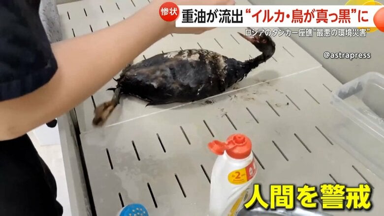 油を落とそうと保護された鳥