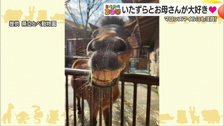 どの角度から見ても笑っているように見えるマロン