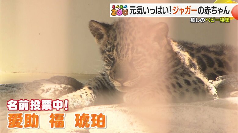 ジャガーの赤ちゃんの名前候補