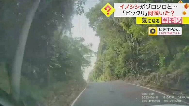 イノシシの群れが突然道路を横切る様子①