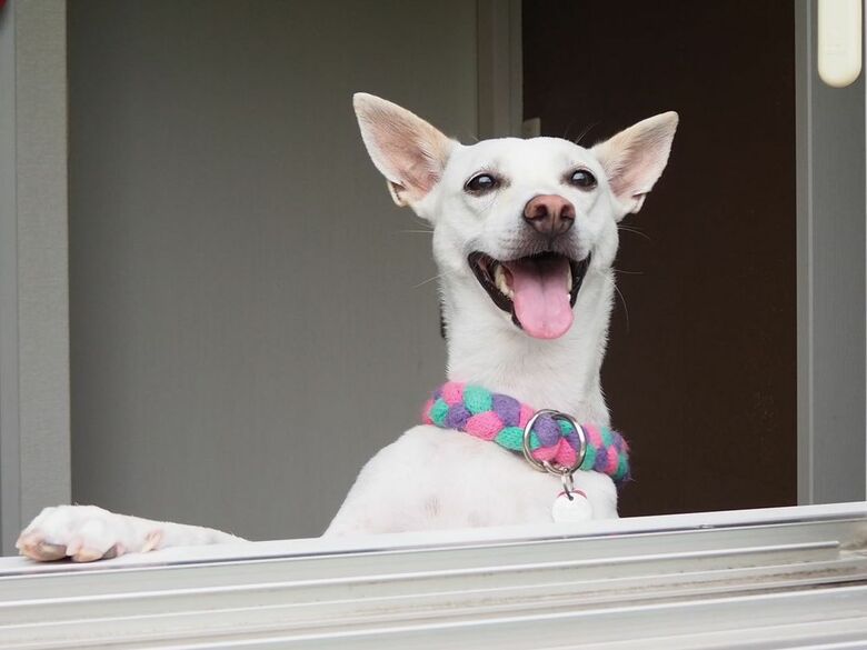 提供：柴犬ハル&雑種すずさん