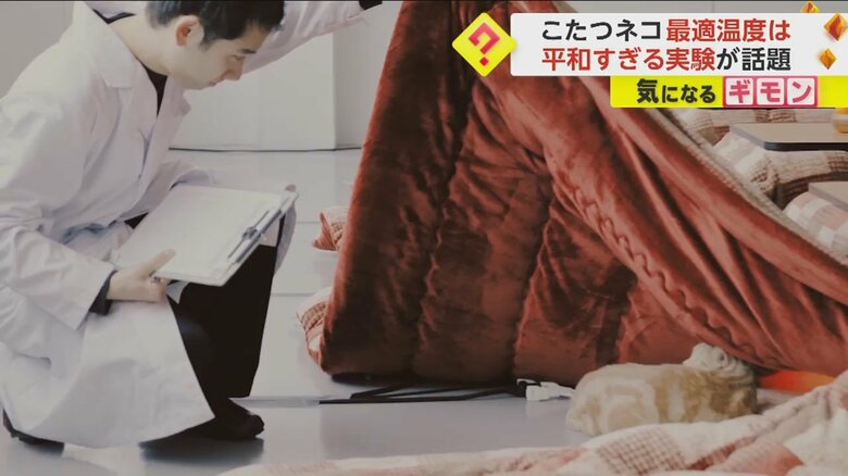 こたつ布団の下で丸くなるネコを確認する調査員