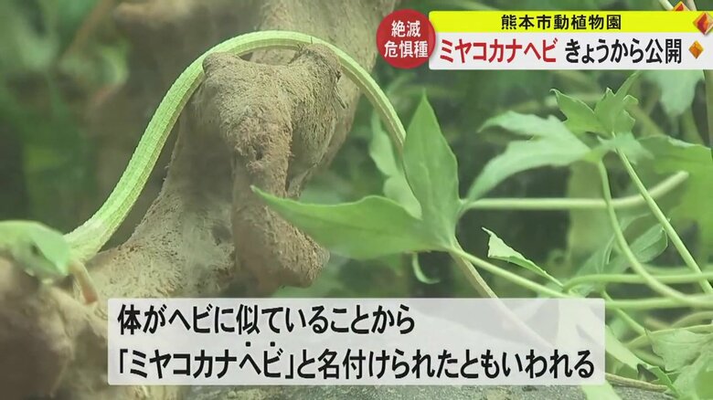 体長の約75パーセント程度がしっぽ