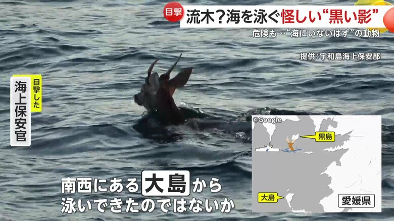朝日に照らされながら泳いでいたシカ