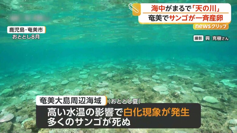 2年前の2024年に夏場の高い水温の影響で白化現象が発生し、死んでしまった多くのサンゴ
