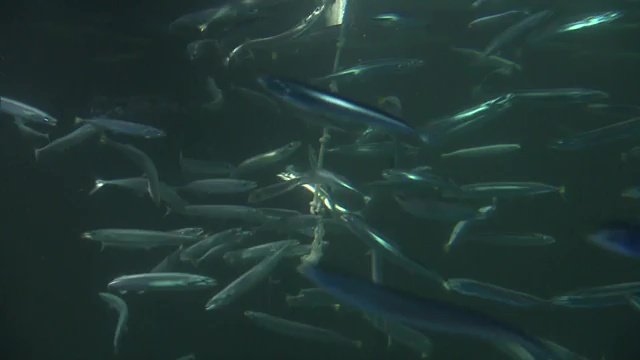 世界でも珍しいサンマの展示（アクアマリンふくしま）