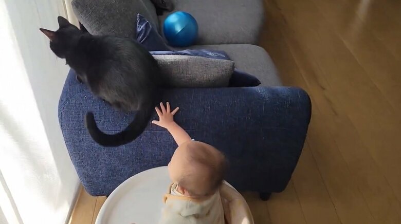 その後も、手を離すと尻尾をブンブン（提供：仔猫を拾ったので）