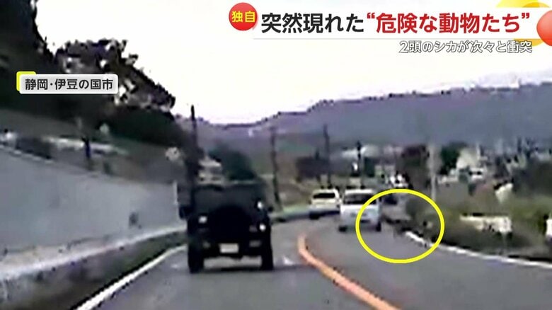 シカ2頭が次々と車にぶつかる瞬間（10日、静岡・伊豆の国市）②