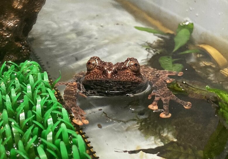 レプローサムコケガエル