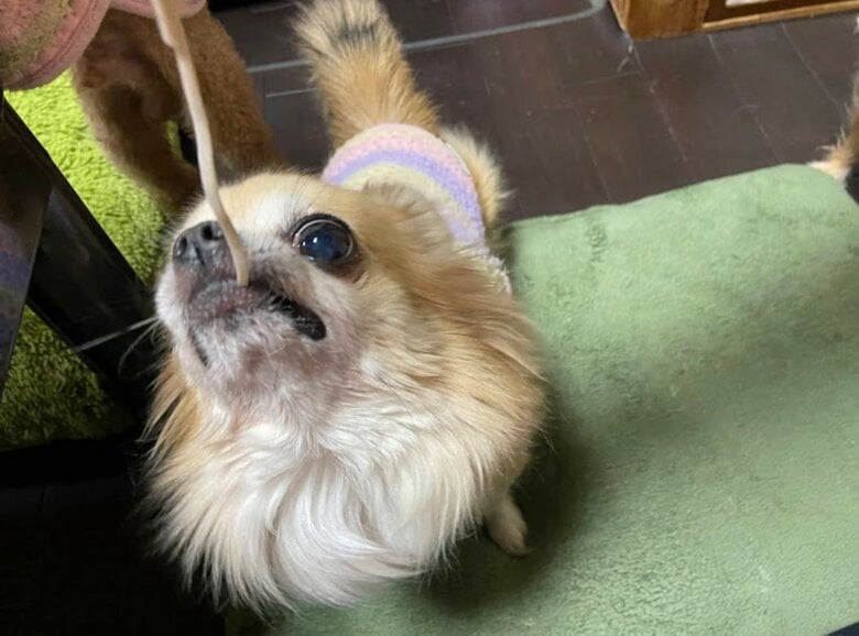 2021年の年末に年越しそばを食べるリクくん（提供：榊 柾人さん）