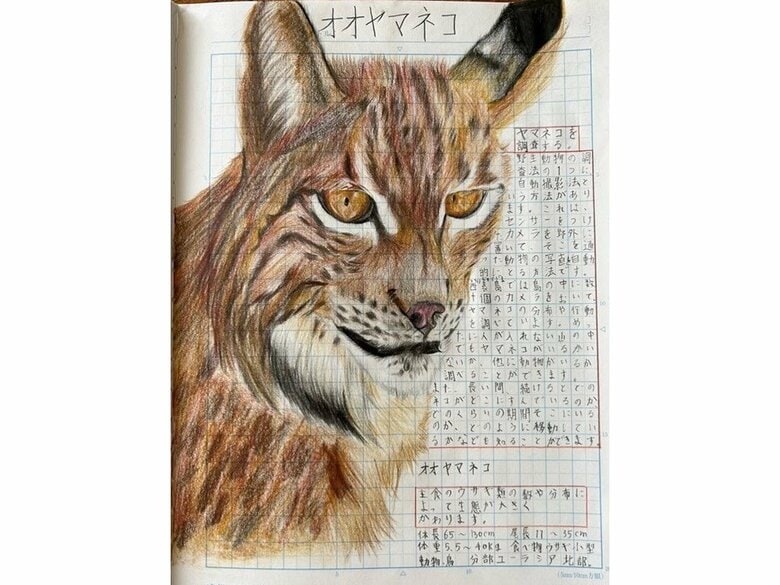 まなみさんのお気に入り（オオヤマネコ）