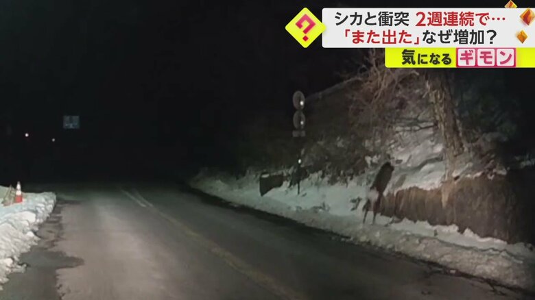 【ドライブレコーダー画像】シカと車の“衝突事故”の一部始終⑬