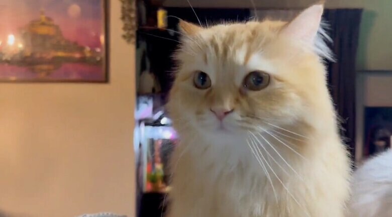 提供：ネコランドさん