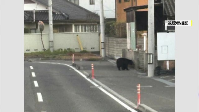 福島市の中心部で目撃されたクマ（視聴者撮影）