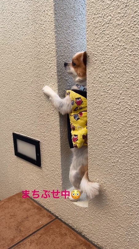 提供：SORA/ちわわさん