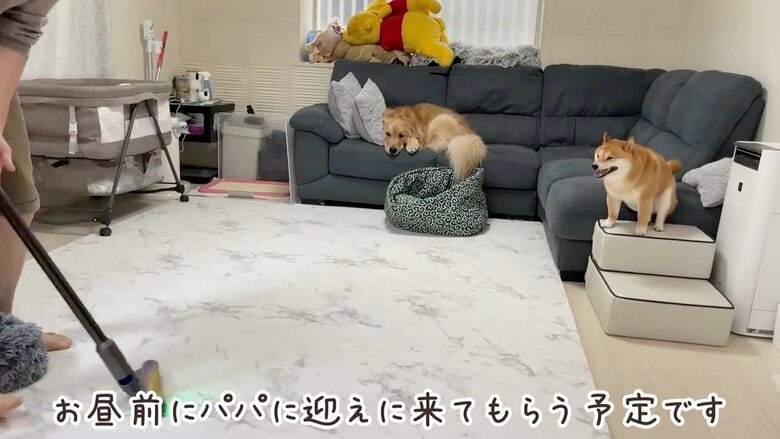 提供：豆柴うに&ゴールデンレトリバーおからさん