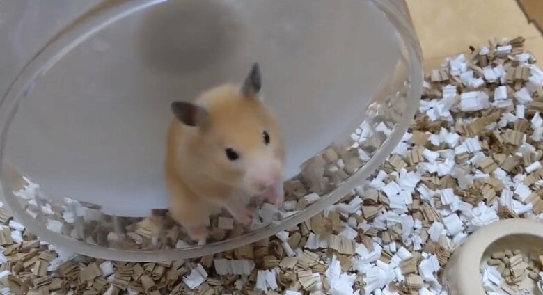 「何か違う…」と思ったのだろうか