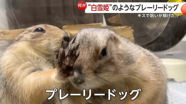 王子様がお姫様にキスするような、ロマンチックなシーン