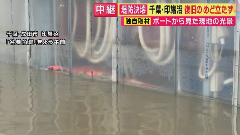 ハウスの中のコイ