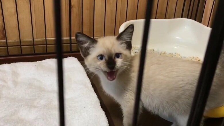 保護して3日目の様子　まだ振り絞るようなかすれた声だったという