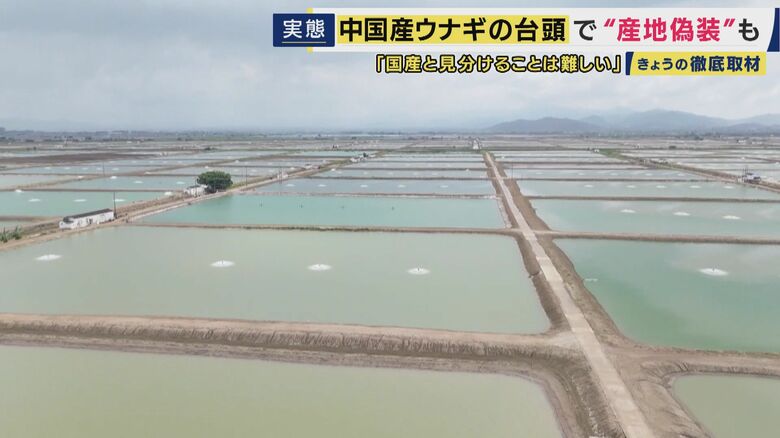中国広東省・台山市の養殖場