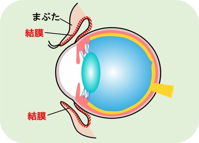 赤い線の部分が結膜（画像提供：亀澤比呂志さん）