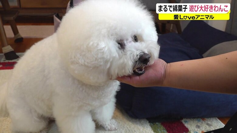 モフモフな頭が特徴