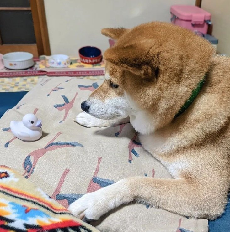 提供：柴犬スティーブch【コーギーと猫を添えて】さん