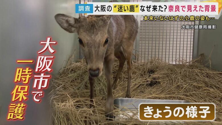 「非常に元気」なシカ