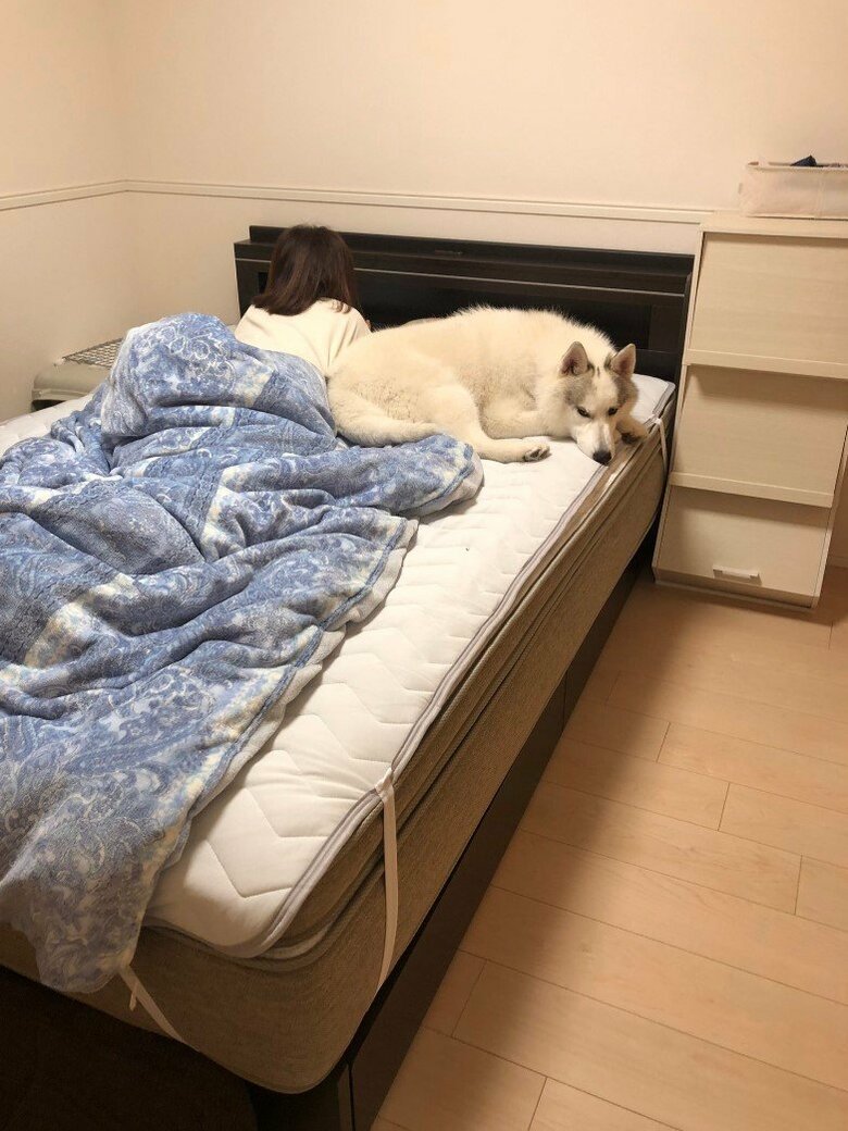 ベットを新調してから彼女さんにくっつく銀太くん（提供：斑柄兄妹（銀太と緋那子）さん）