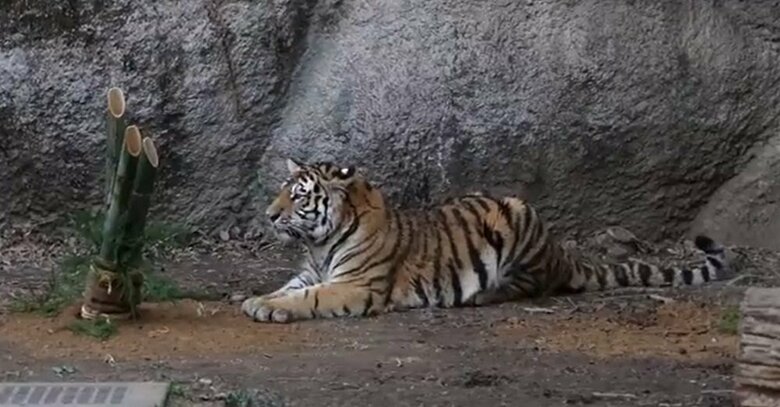 門松と対峙（たいじ）