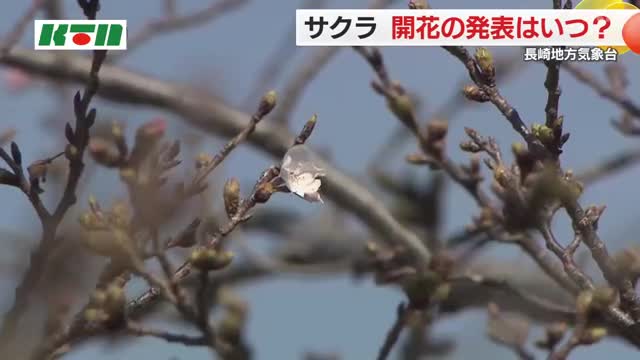 長崎の桜の開花はいつ…？気象台が標本木を調査も発表はお預け 「2～3日ぐらい経って咲く状況」