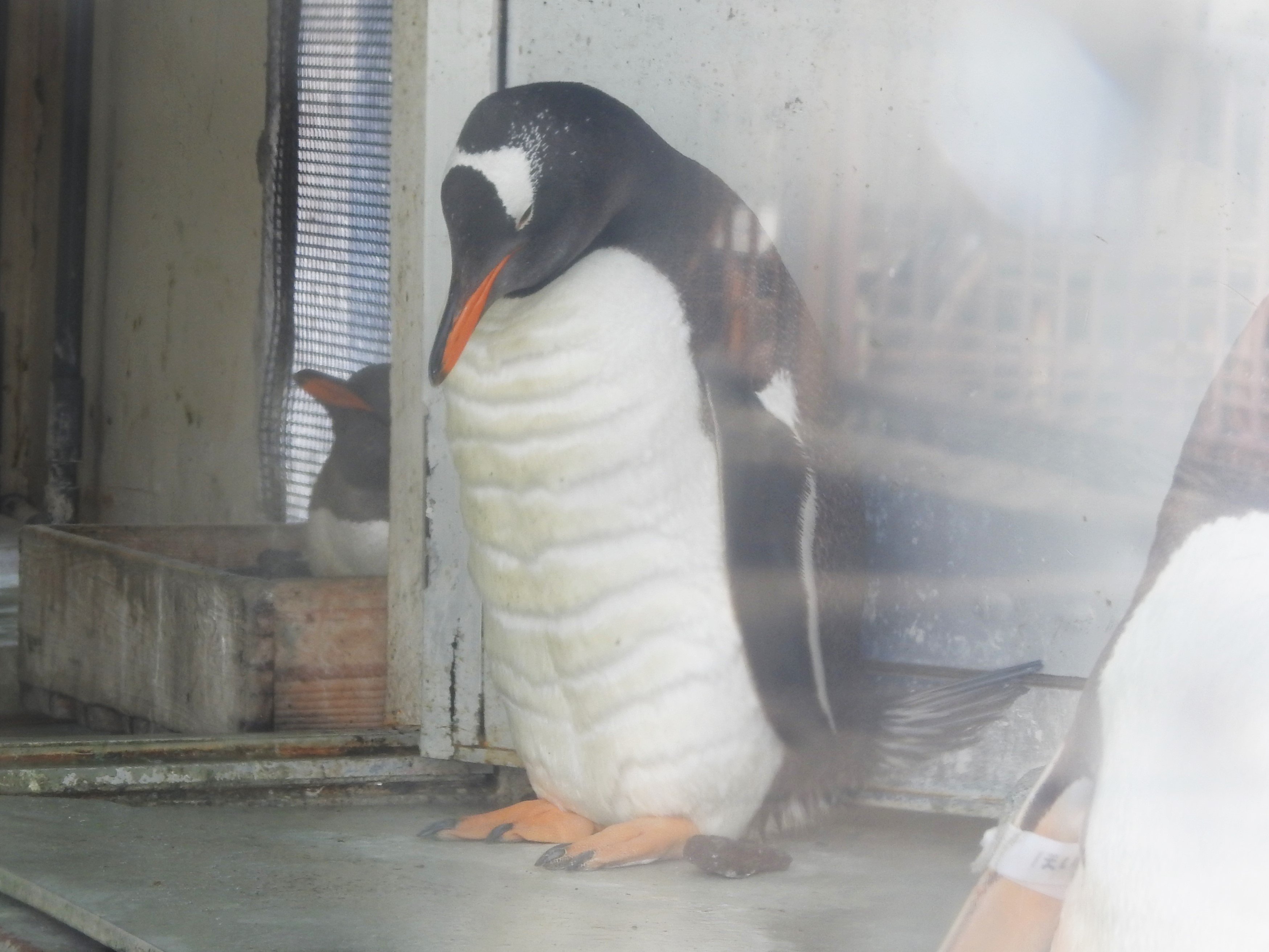 腹筋バキバキ のペンギンが話題 羽毛の中もマッチョなのか水族館に聞いてみた