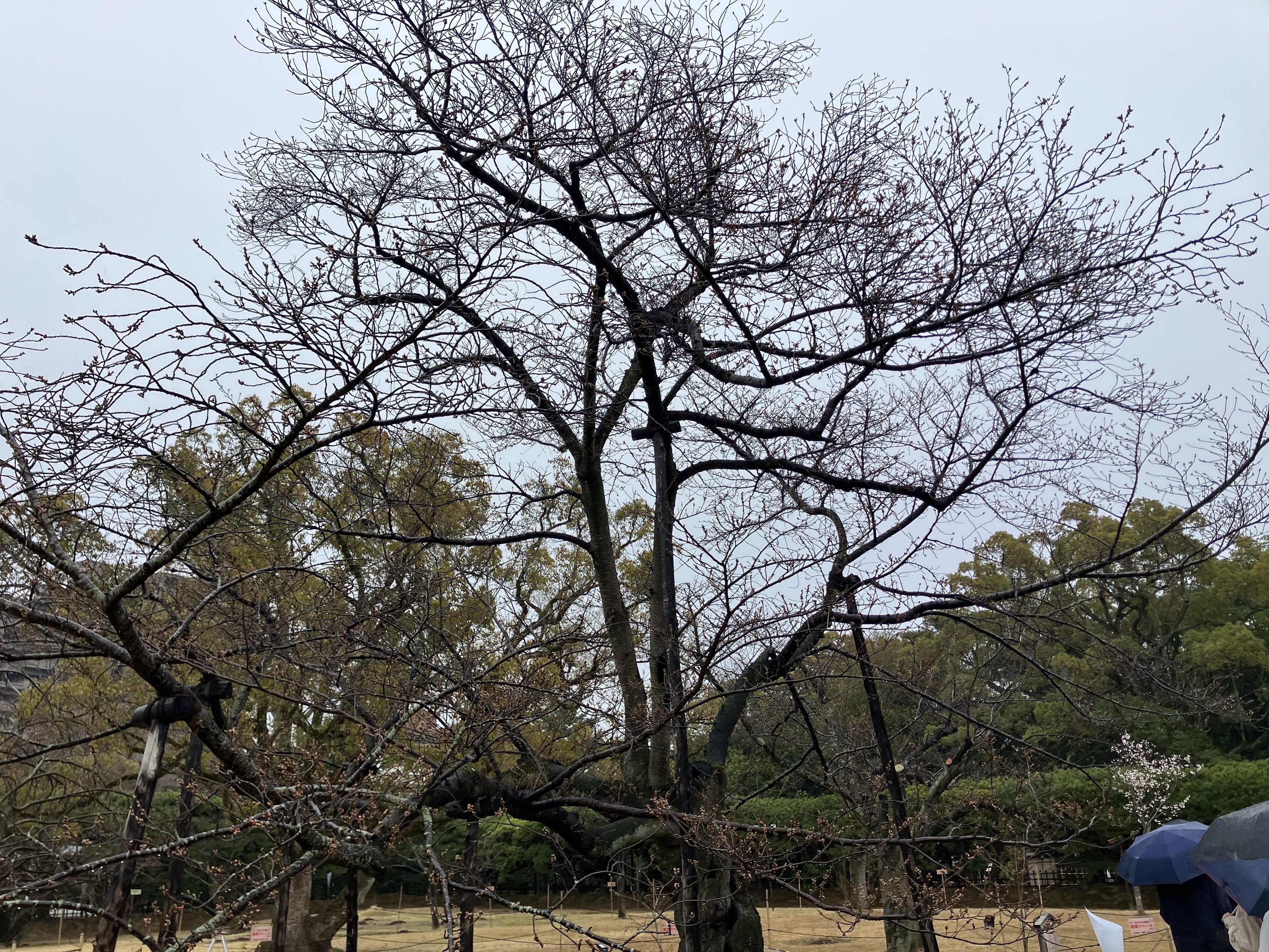【速報】高松でサクラ開花　平年より２日、前年より１日早く　高松地方気象台【香川】