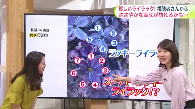 【スーパーラッキーライラック】花びらが７枚！？ささやかな幸せが訪れるかも…あすは“リラ冷え”外出は上着と折り畳み傘を【北海道の天気 21日(水)】