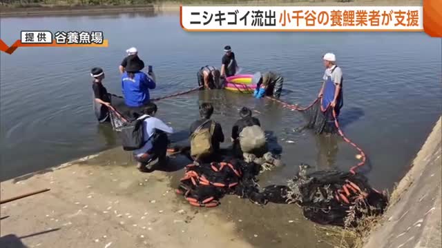 「約10億円の損失」堤防決壊で“ニシキゴイ”流出…千葉の養鯉業者を新潟の同業者が支援！自身も中越地震で施設全壊を経験「自分たちのやれることを」