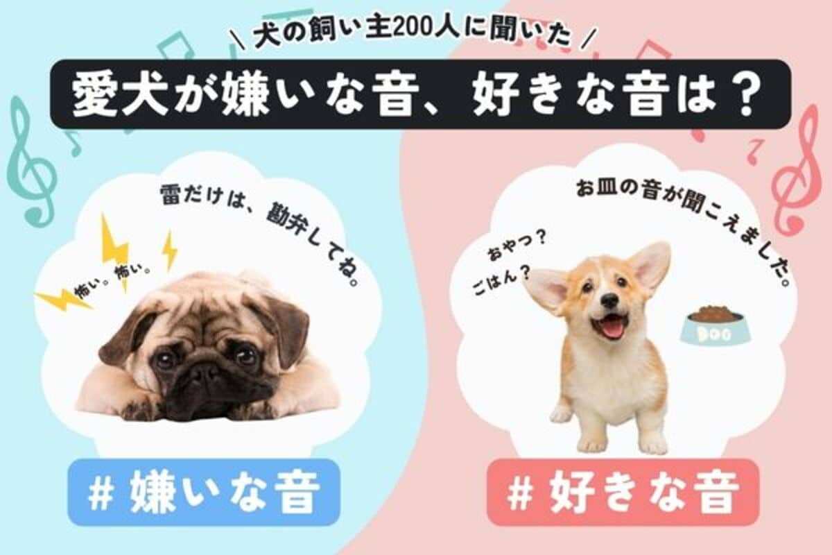 安い 動物好き ペット苦手