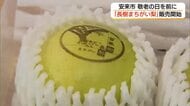 「敬老の日」前に「百年長樹まちがい梨」販売開始　長寿の願い込めた「縁起物」の梨（島根・安来市）