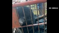 【▶動画はこちら】鉄おりにかみつき大暴れ“凶暴クマ”に関東でも戦々恐々…「早く冬眠してほしい」児童・生徒にクマ鈴配布する自治体も