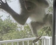 「怖すぎて震えが止まらない」サルがベランダで“窓バンバン”　部屋には生後11カ月の乳児が…住民が遭遇した恐怖