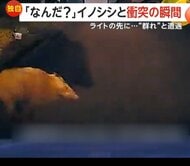 「車壊れるんじゃないかと」茂みから何かが飛び出し車と衝突…後で“イノシシ親子”を確認　実は去年も同じ場所で遭遇　香川・東かがわ市