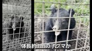 クマ続々出没…箱ワナにかかり大暴れ　「つり橋を堂々と渡る」クマも　観光地・八幡平でセンサーカメラ設置「1週間で50回以上映る時も」