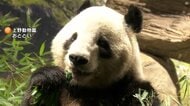 さよなら…今夜上野のパンダ二頭が成田空港から中国へ　1972年の初来日から初めて“パンダ不在”に