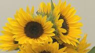 円安で“国産ヒマワリ”が人気…近年は仏花にも「飾って明るい空間に」【新潟発】