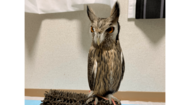 電気をつけた直後のフクロウはシュッとなる!? なぜこんな姿になるのか専門家に聞いた