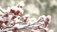 【札幌で初雪】南区小金湯では今季初の4センチの積雪観測～28日未明に雨からみぞれ・雪へ“吹雪”の時間帯も…住宅街の家庭菜園では「ダイコンがだめに…」11月下旬並みの寒さ〈北海道札幌市〉