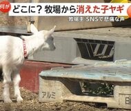 生まれて間もない子ヤギが行方不明　「やっと生まれた子が…」悲しみに暮れる牧場主「一刻も早く無事に帰ってきて」　群馬・桐生市